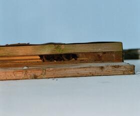 Fledermauskasten Sommerquartier spaltenbewohnende Arten © Archiv Kramer