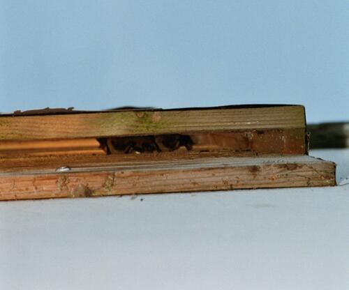 Fledermauskasten Sommerquartier spaltenbewohnende Arten © Archiv Kramer