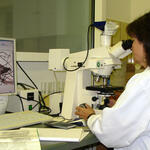 Tropenholz Mikroskop &copy; TU Darmstadt