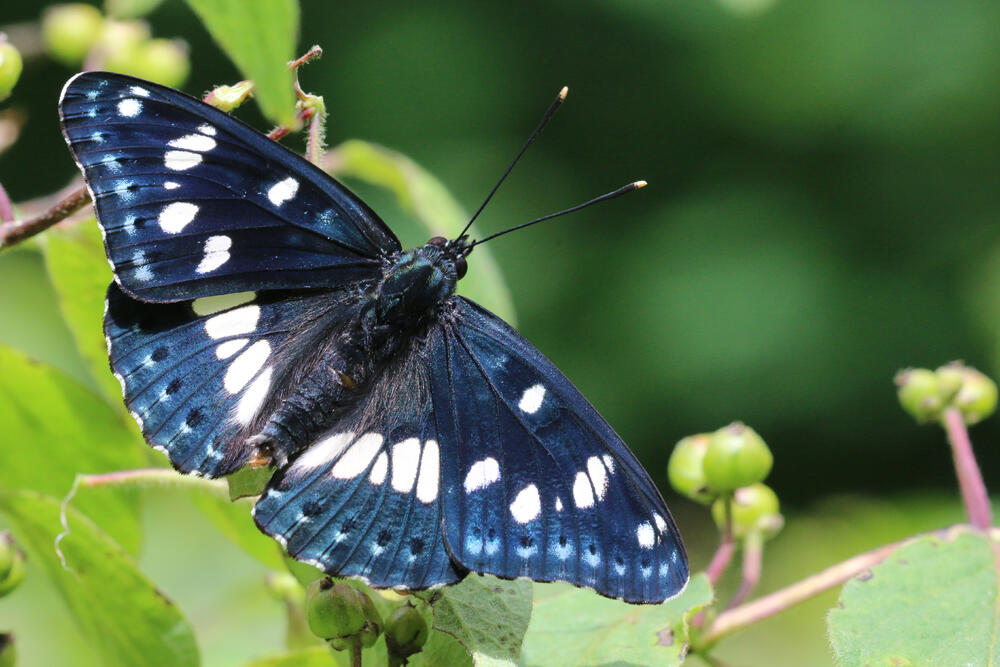 Blauschwarzer Eisvogel &copy; Prof. Dr. Thomas Gottschalk/Hochschule Rottenburg