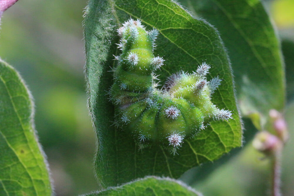 Raupe auf roter Heckenkirsche &copy; Prof. Dr. Thomas Gottschalk/Hochschule Rottenburg