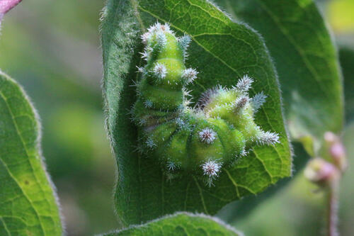 Raupe auf roter Heckenkirsche &copy; Prof. Dr. Thomas Gottschalk/Hochschule Rottenburg