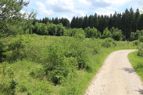 Lebensraum des Blauschwarzen Eisvogels &copy; Prof. Dr. Thomas Gottschalk/Hochschule Rottenburg