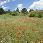 Schutzacker im Kyffhäusergebirge (Thüringen) © Stefan Meyer