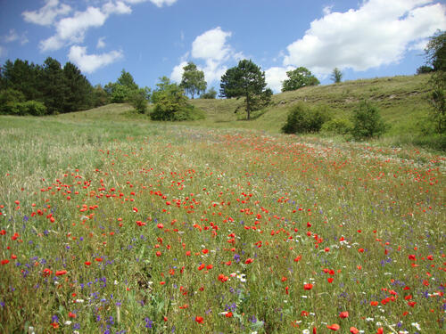Schutzacker im Kyffhäusergebirge (Thüringen) © Stefan Meyer