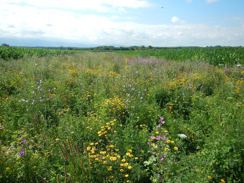 Blühstreifen am Feldrand © Institut für Agrarökologie und Biodiversität (ifab)