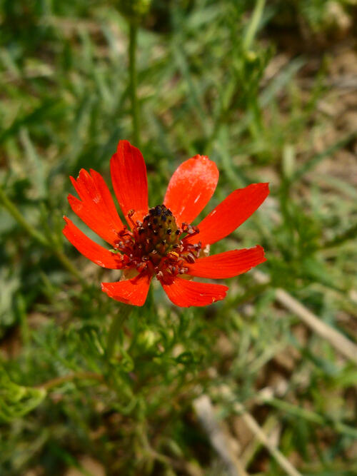 Flammen-Adonisröschen  © Stefan Meyer