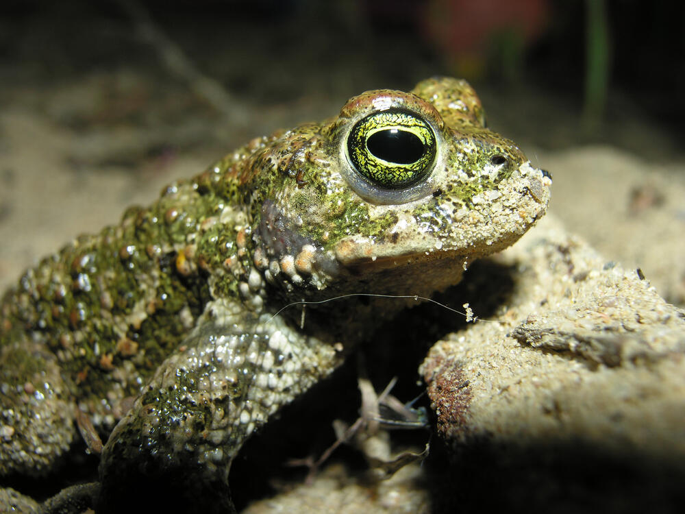 Herzogsberge Kreuzkröte © Tom Kirschey