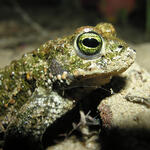 Herzogsberge Kreuzkröte © Tom Kirschey