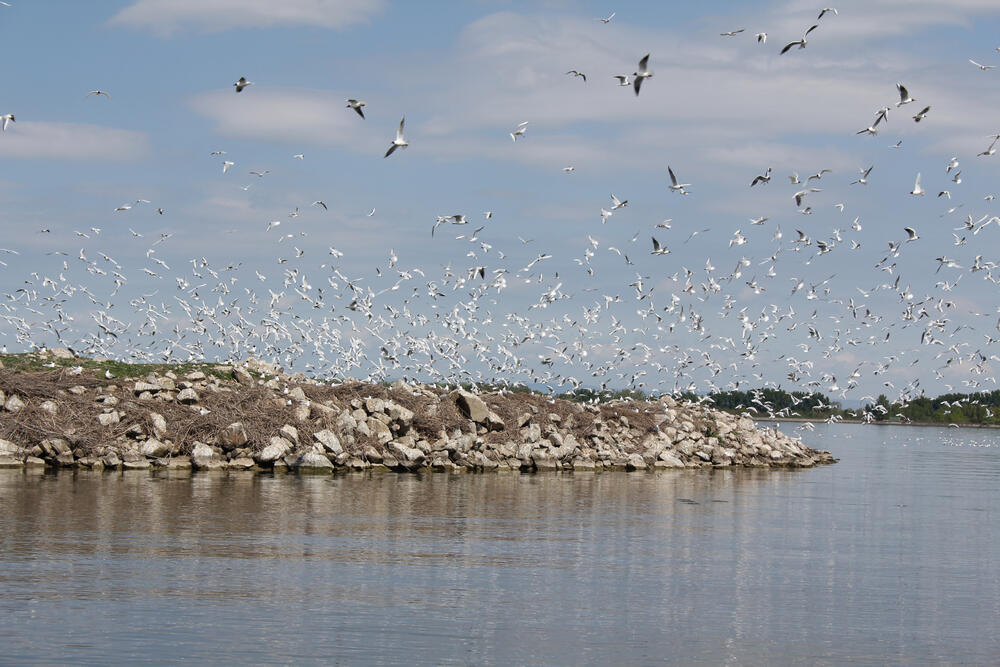 Möwenkolonie © SOS-BirdLife Slowakei