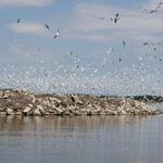 Möwenkolonie © SOS-BirdLife Slowakei