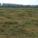 DBU-Naturerbefläche Kaarzer Holz © Jörg Tillmann/DBU Naturerbe