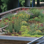 Dachbegrünung © DDV