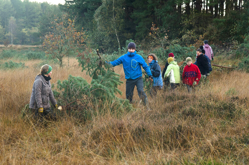 Maßnahme auf DBU-Naturerbefläche Cuxhavener Küstenheiden © Bergwaldprojekt e.V.