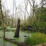 Biberstau Schwarzes Bruch, Roßlauer Elbauen 