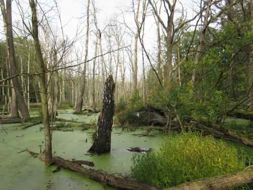 Biberstau Schwarzes Bruch, Roßlauer Elbauen 