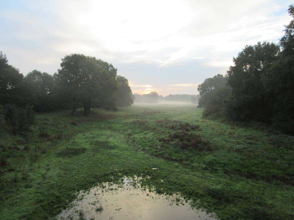 Oberluch, DBU-Naturerbefläche Roßlauer Elbauen 