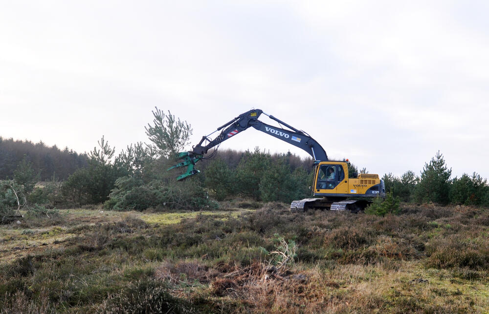 Entbuschung Kiefern Cuxhavener Küstenheide © Bundesforstbetrieb Niedersachsen/Wehebrink