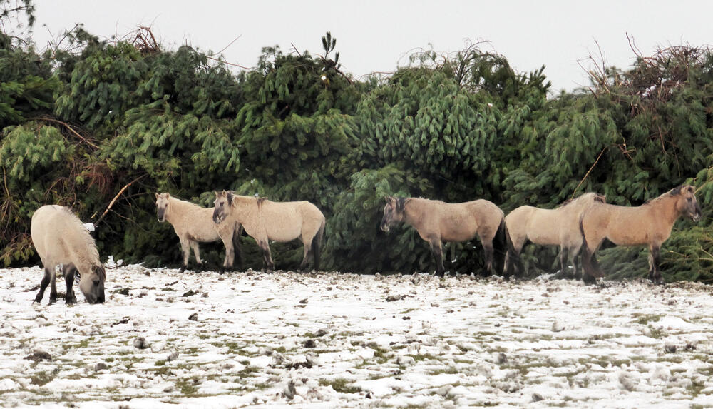 Koniks Kiefern Entbuschung © DBU/ Maciejewski