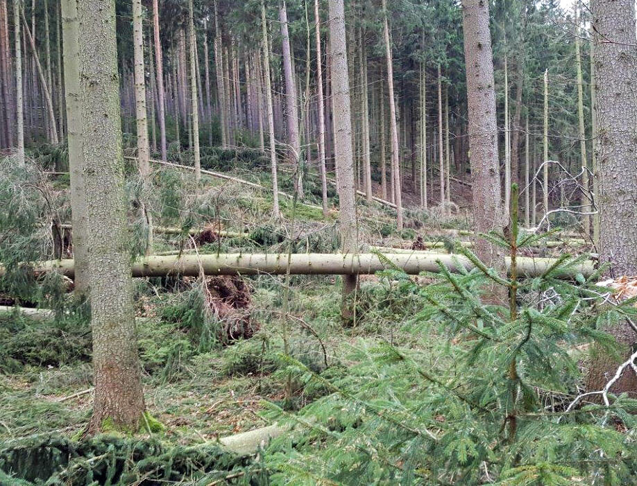 Sturmschäden Himmelsgrund © Deutsche Bundesstiftung Umwelt