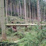 Sturmschäden Himmelsgrund © Deutsche Bundesstiftung Umwelt