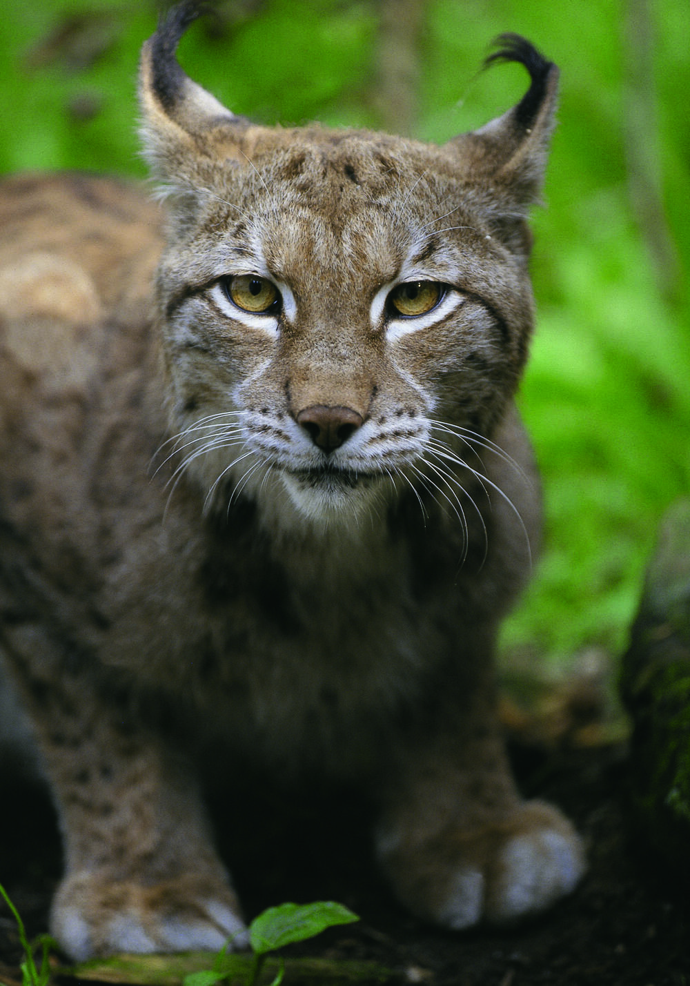 Artenschutz im Wandel 