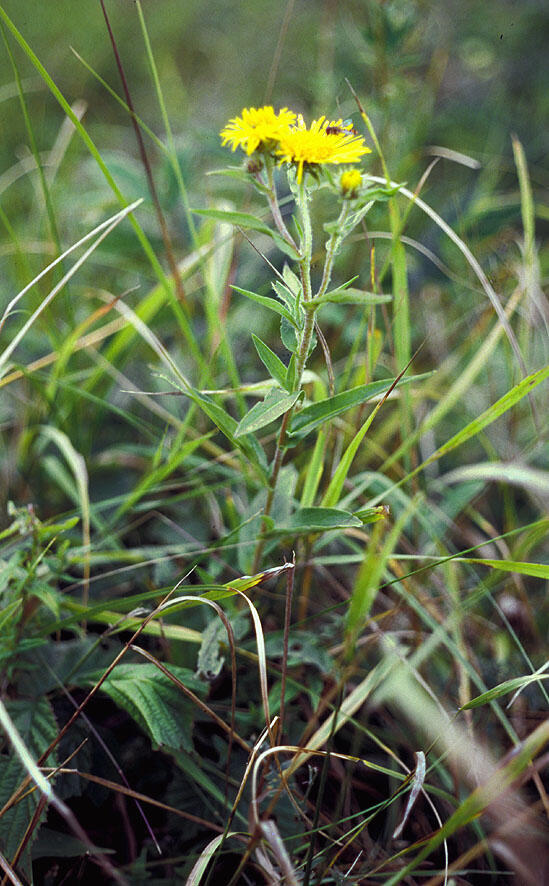 Weidenblättriger Alant in Blüte 