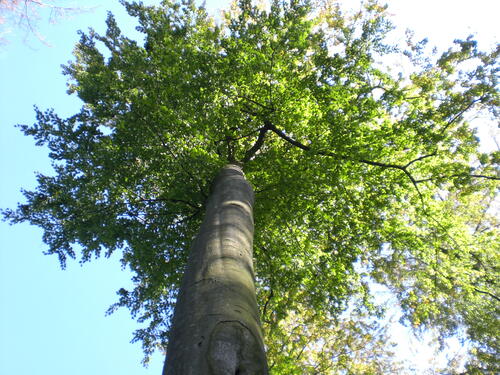Buchenkrone auf der Naturerbefläche Hohe Schrecke (Sachsen-Anhalt)  