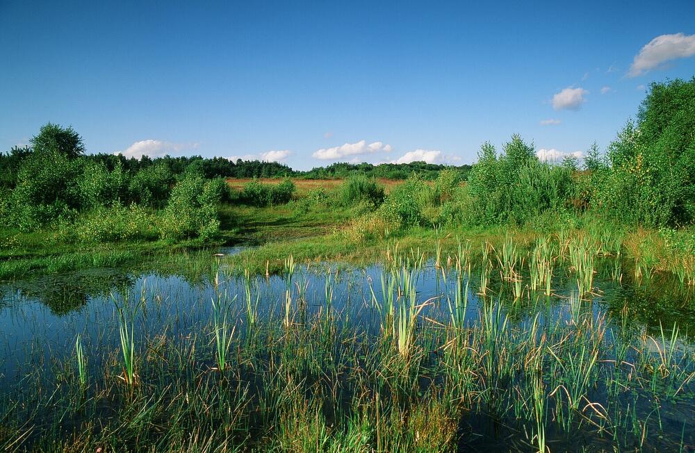 Feuchtgebiet auf der Naturerbefläche Tennenlohe (Bayern) 