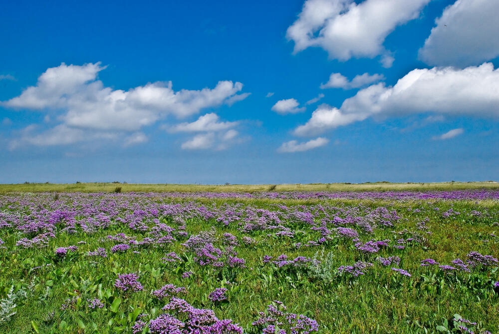 Salzwiese auf der Naturerbefläche Borkumer Dünen (Niedersachsen)  