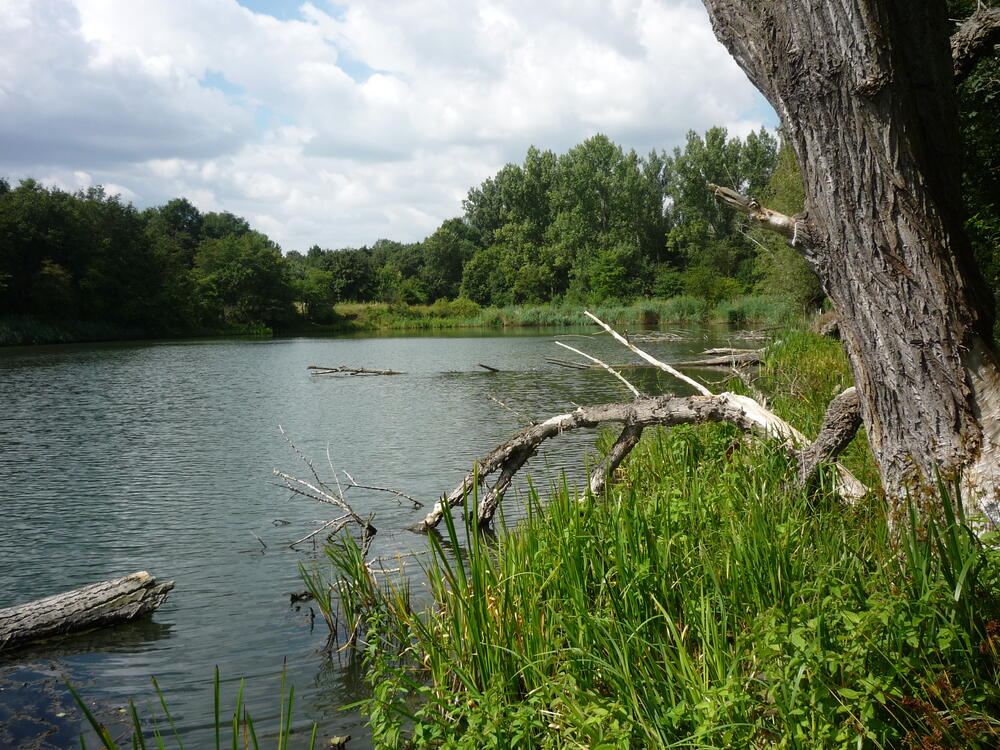 Feuchtgebiet auf der Naturerbefläche Biederitzer Busch (Sachsen-Anhalt)  
