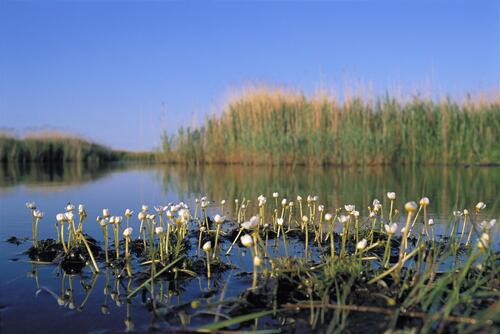 Feuchtgebiet auf der Naturerbefläche Peenemünde (Mecklenburg-Vorpommern)  