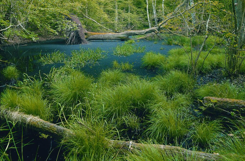 Feuchtgebiet im Erlenbruchwald auf der Naturerbefläche Prora (Mecklenburg-Vorpommern)  