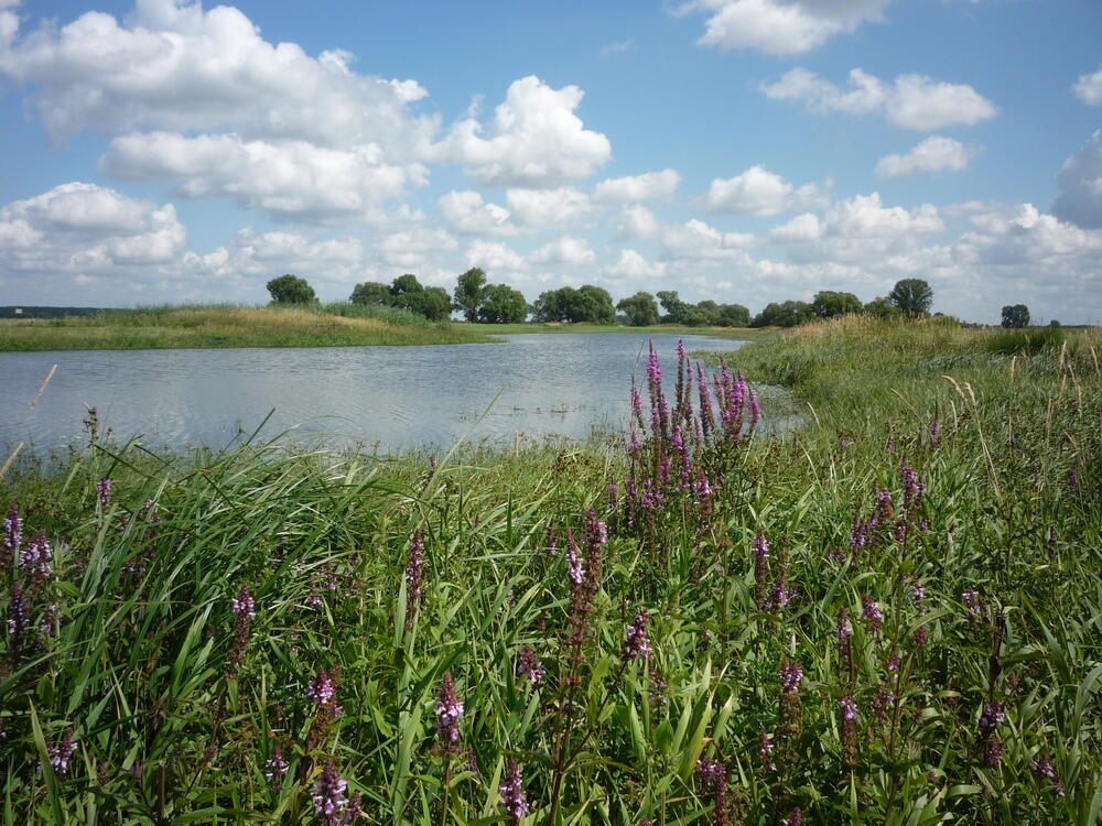 Feuchtgebiet auf der Naturerbefläche Kühnauer Heide (Sachsen-Anhalt)  