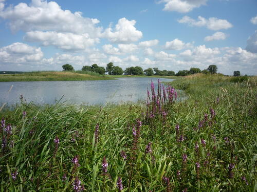 Feuchtgebiet auf der Naturerbefläche Kühnauer Heide (Sachsen-Anhalt)  
