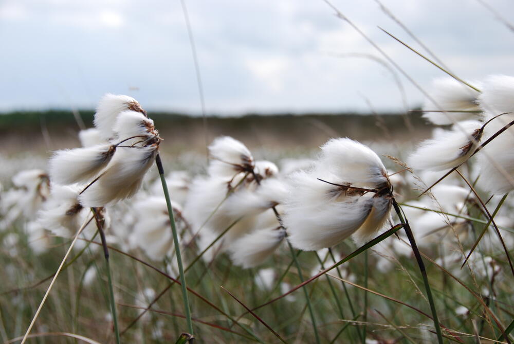 Wollgras auf der Naturerbefläche Cuxhavener Küstenheiden (Niedersachsen)  