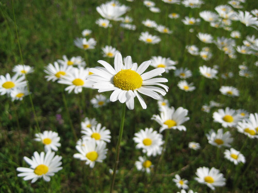 Margeriten auf der Naturerbefläche Landshut (Bayern)  