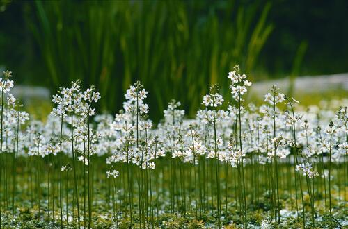 Wasserfedern auf der Naturerbefläche Prora (Mecklenburg-Vorpommern)  