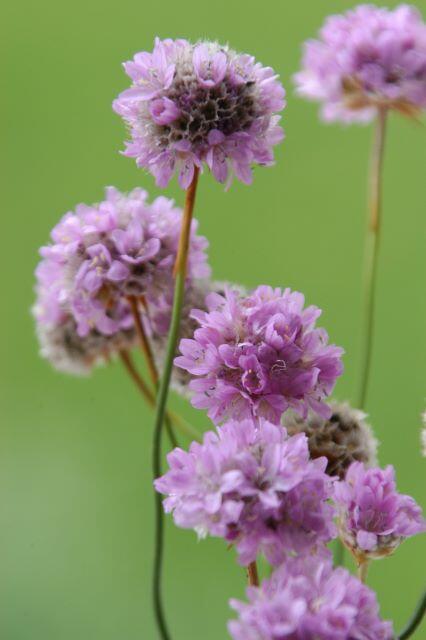 Strandnelke auf der Naturerbefläche Authausener Wald (Sachsen)  