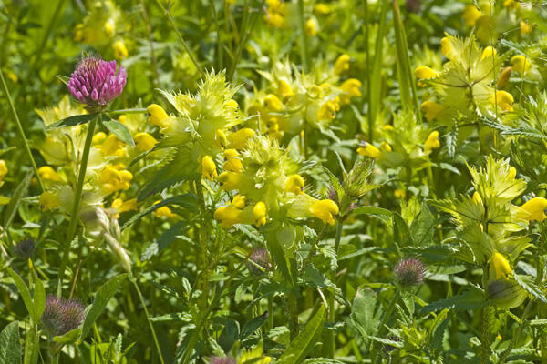 Zottiger Klappertopf auf der Naturerbefläche Elbwiesen-Ostemündung (Niedersachsen)  