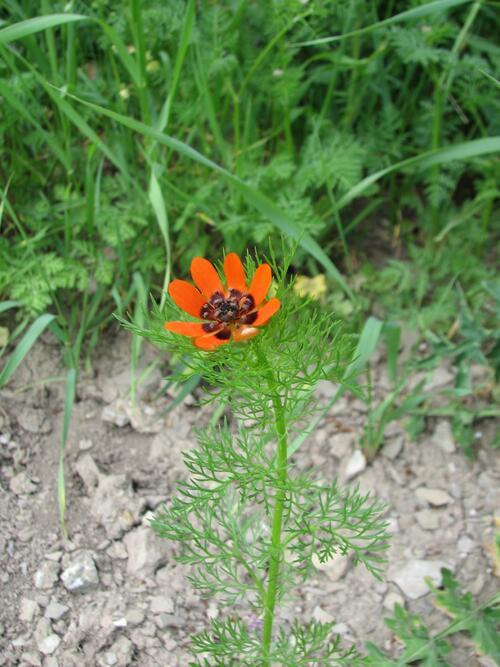Sommer-Adonisröschen auf der Naturerbefläche Lauterberg (Bayern) 