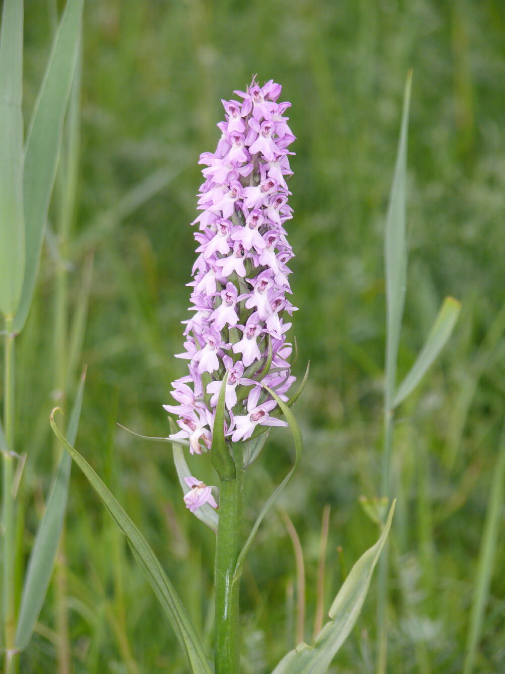 Ruthes Knabenkraut auf der Naturerbefläche Peenemünde (Mecklenburg-Vorpommern)  