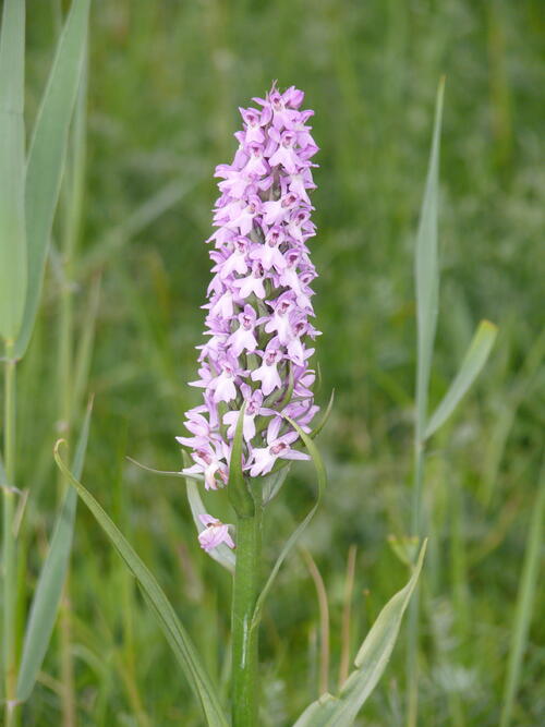 Ruthes Knabenkraut auf der Naturerbefläche Peenemünde (Mecklenburg-Vorpommern)  
