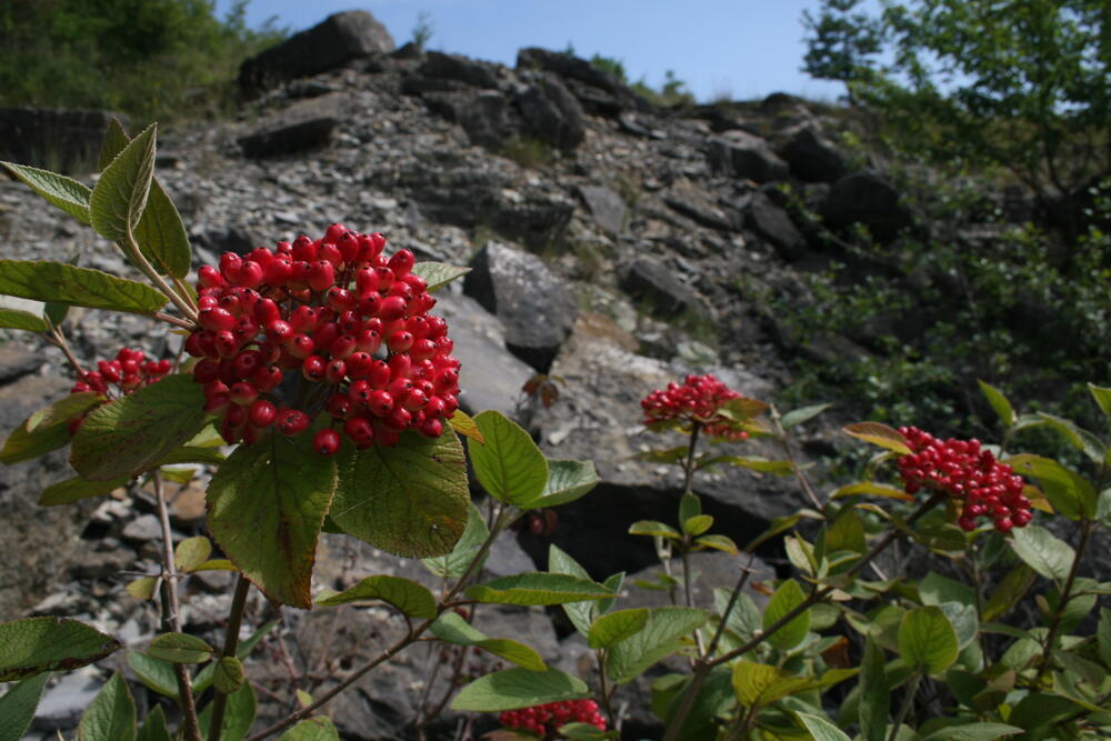 Wolliger Schneeball auf der Naturerbefläche Reiterswiesen (Bayern)  
