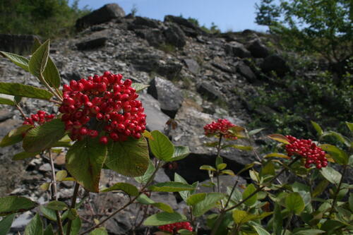 Wolliger Schneeball auf der Naturerbefläche Reiterswiesen (Bayern)  