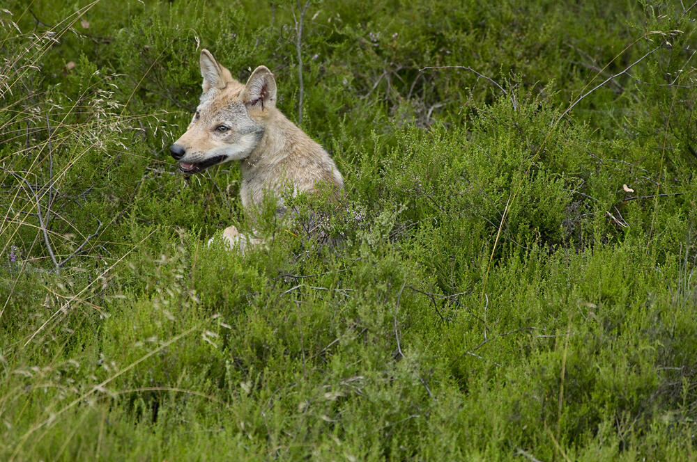 Wolf auf der Naturerbefläche Daubaner Wald (Sachsen)  