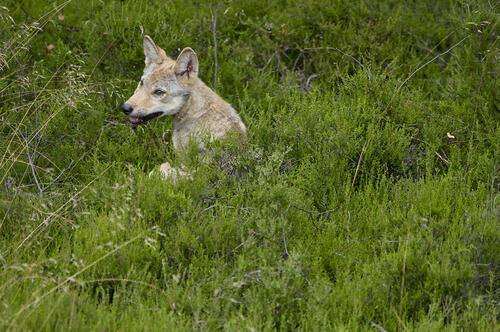 Wolf auf der Naturerbefläche Daubaner Wald (Sachsen)  