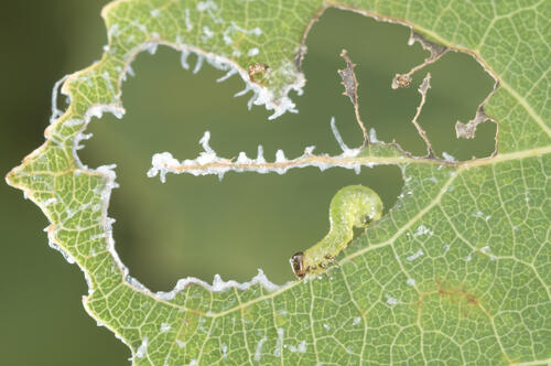 Raupe auf der Naturerbefläche Oranienbaumer Heide (Sachsen-Anhalt) 