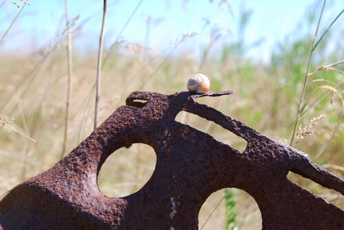 Landschnecke auf der Naturerbefläche Peenemünde (Mecklenburg-Vorpommern)  
