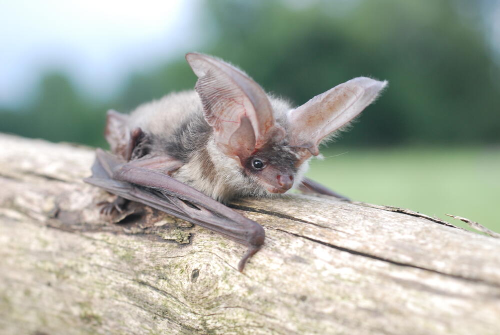 Graues Langohr auf der Naturerbefläche Ebenberg (Rheinland-Pfalz)  